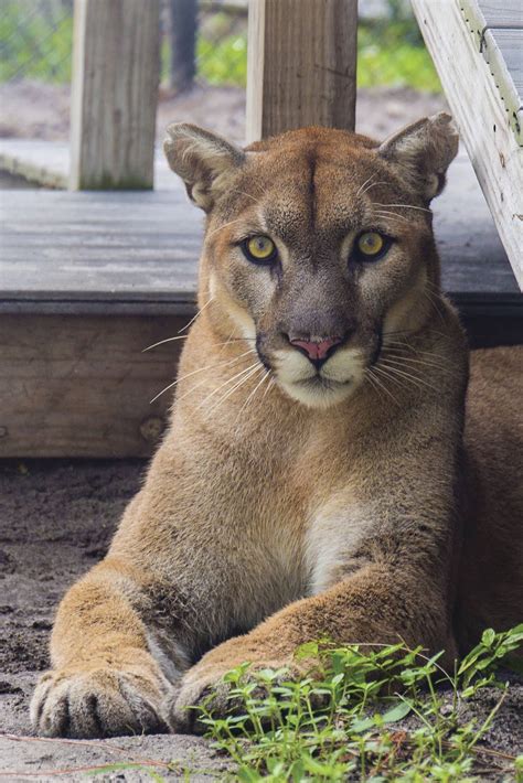 Busch wildlife sanctuary - See Florida wildlife up close at Busch Wildlife Sanctuary, a non-profit organization that cares for injured or sick critters. Learn about panthers, bear…